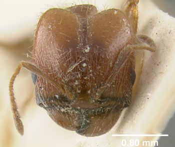 Media type: image;   Entomology 9126 Aspect: head frontal view